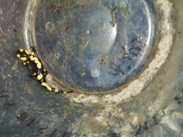 der erste Feuersalamander.jpg