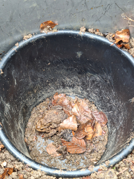 auch die Hinwanderungskübel füllen sich langsam