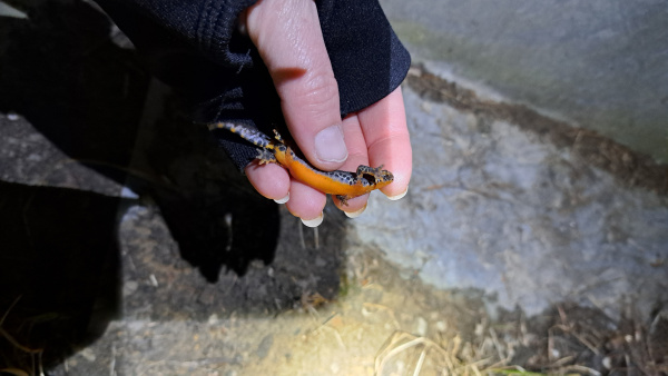 Alpenkammmolch Nr. 1